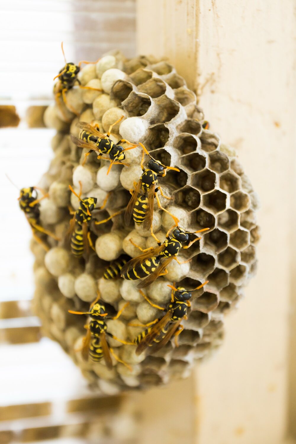 Wespy - Destruction de nids de guêpes et de frelons